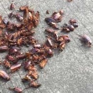 天氣變冷蟑螂都藏到哪去了呢？