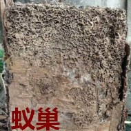 別墅墻體挖出超大白蟻巢！?。? />             <div   id=