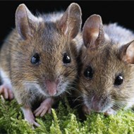 家里鬧老鼠怎么辦？