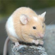 9大滅鼠奇招?。。? />             <div   id=